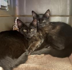 Shelter Stray Female Cat last seen West Ave 130th, SAN LEANDRO, CA, 94577, 8323 Baldwin St, Oakland, CA 94621, USA
