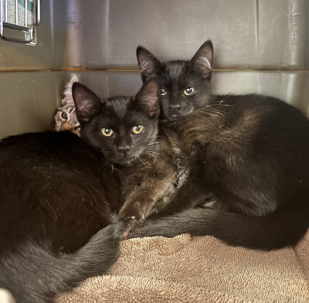 Shelter Stray Female Cat last seen West Ave 130th, SAN LEANDRO, CA, 94577, 8323 Baldwin St, Oakland, CA 94621, USA