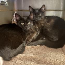 Shelter Stray Female Cat last seen West Ave 130th, SAN LEANDRO, CA, 94577, 8323 Baldwin St, Oakland, CA 94621, USA