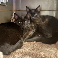 Shelter Stray Female Cat last seen West Ave 130th, SAN LEANDRO, CA, 94577, 8323 Baldwin St, Oakland, CA 94621, USA