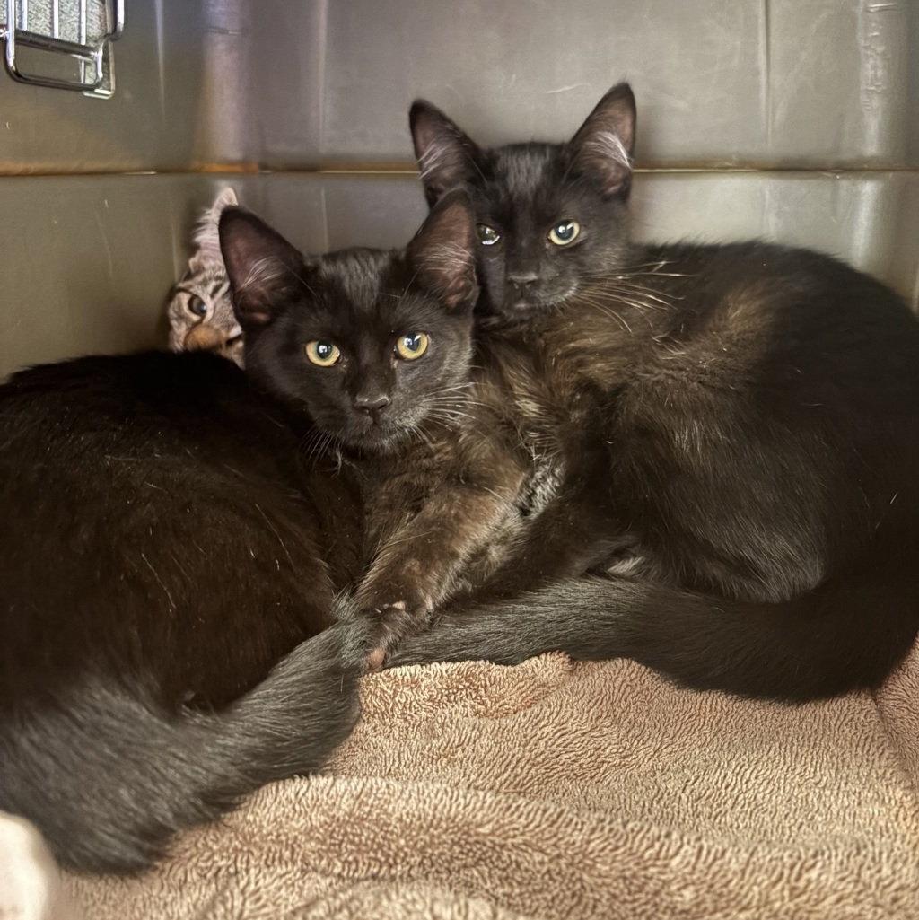 Shelter Stray Female Cat last seen West Ave 130th, SAN LEANDRO, CA, 94577, 8323 Baldwin St, Oakland, CA 94621, USA
