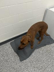 Shelter Stray Male Dog last seen Near S 1630 W, RIVERTON, UT, 84065, 511 W 3900 S, Salt Lake City, UT 84123, USA