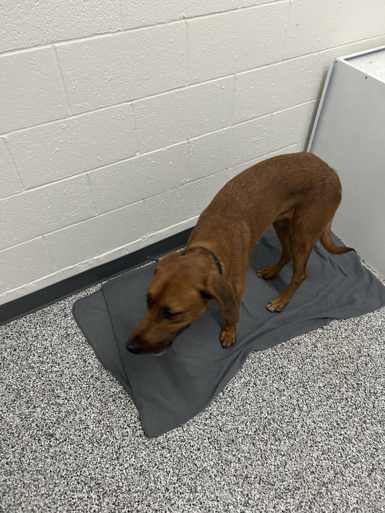 Shelter Stray Male Dog last seen Near S 1630 W, RIVERTON, UT, 84065, 511 W 3900 S, Salt Lake City, UT 84123, USA