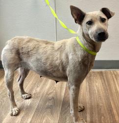 Shelter Stray Female Dog last seen Near E San Ysidro, San Diego, CA, 92173, 5500 Gaines St, San Diego, CA 92110, USA