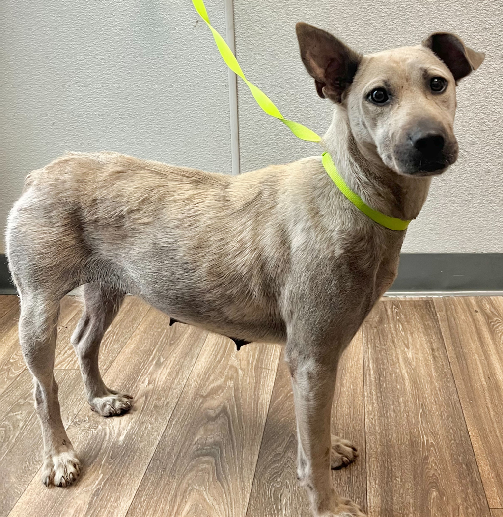 Shelter Stray Female Dog last seen Near E San Ysidro, San Diego, CA, 92173, 5500 Gaines St, San Diego, CA 92110, USA