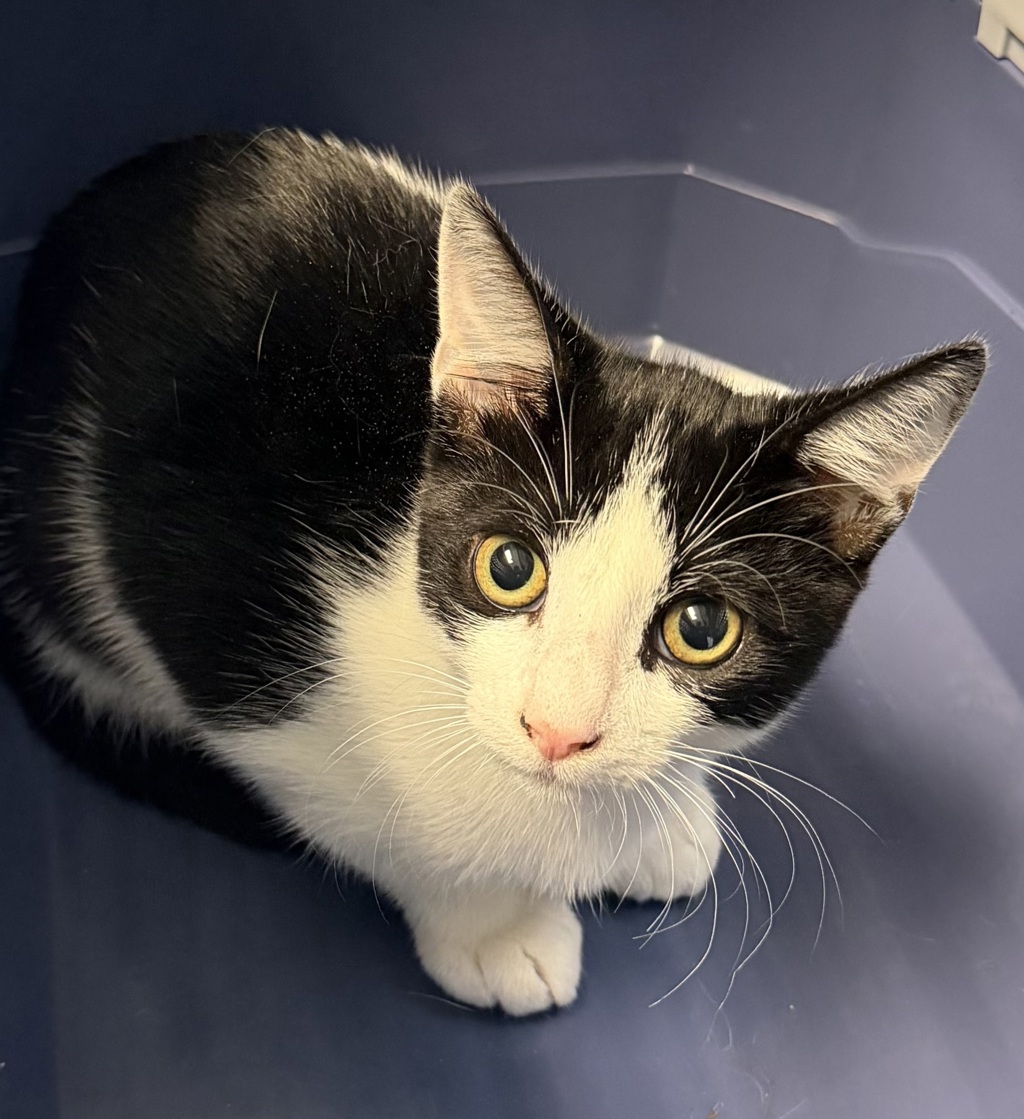 Shelter Stray Male Cat last seen Near Billow St., San Diego, CA, 92114, 5500 Gaines St, San Diego, CA 92110, USA