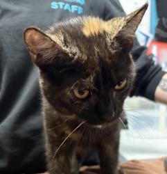 Shelter Stray Female Cat last seen Near S Hale Avenue, Escondido, CA, 92029, Escondido, CA 92027, USA