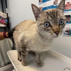 Shelter Stray Male Cat last seen Near Beacon Drive, San Diego, CA, 92114, 5500 Gaines St, San Diego, CA 92110, USA