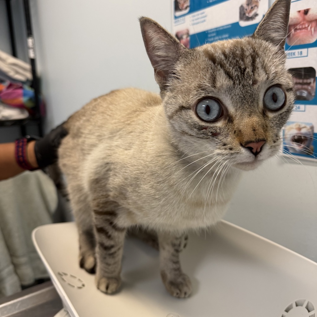 Shelter Stray Male Cat last seen Near Beacon Drive, San Diego, CA, 92114, 5500 Gaines St, San Diego, CA 92110, USA