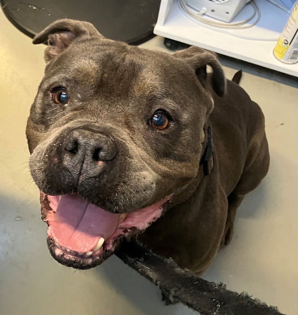 Shelter Stray Male Dog last seen Sumner Avenue, STATEN ISLAND, NY, 10314, 3139 Veterans Rd W, Staten Island, NY 10309, USA