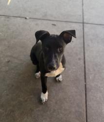 Shelter Stray Male Dog last seen 951A Heritage Road, San Diego, CA, 92154, 5500 Gaines St, San Diego, CA 92110, USA