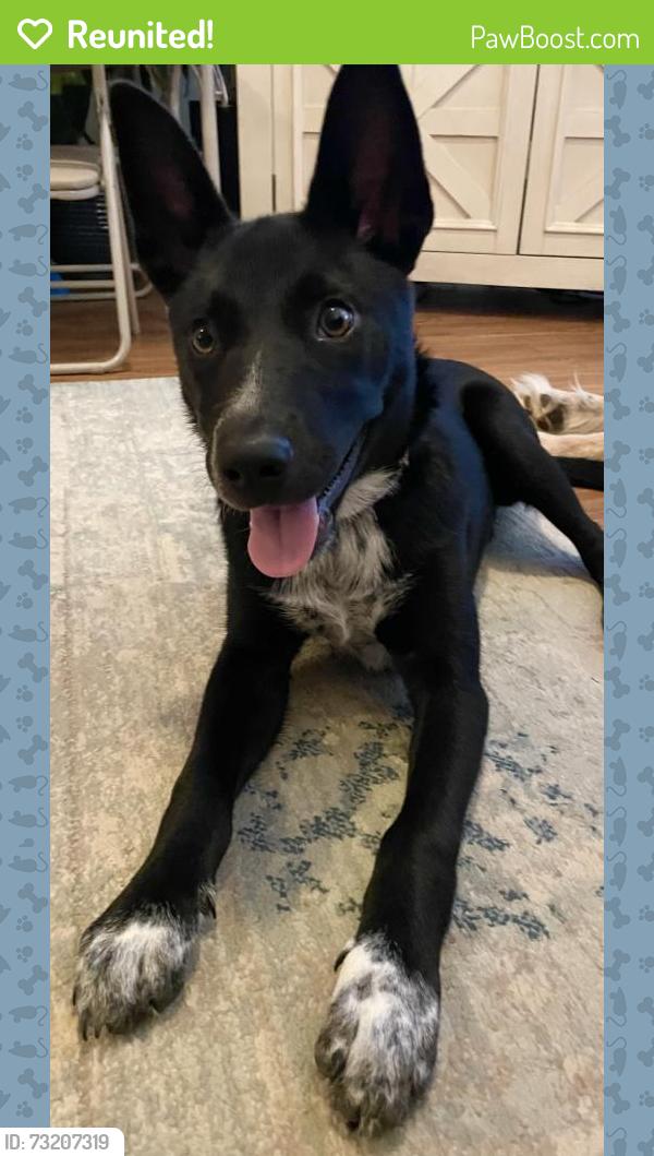 Reunited Female Dog last seen Plantation Drive and Warwick Drive, Tyler, TX 75703