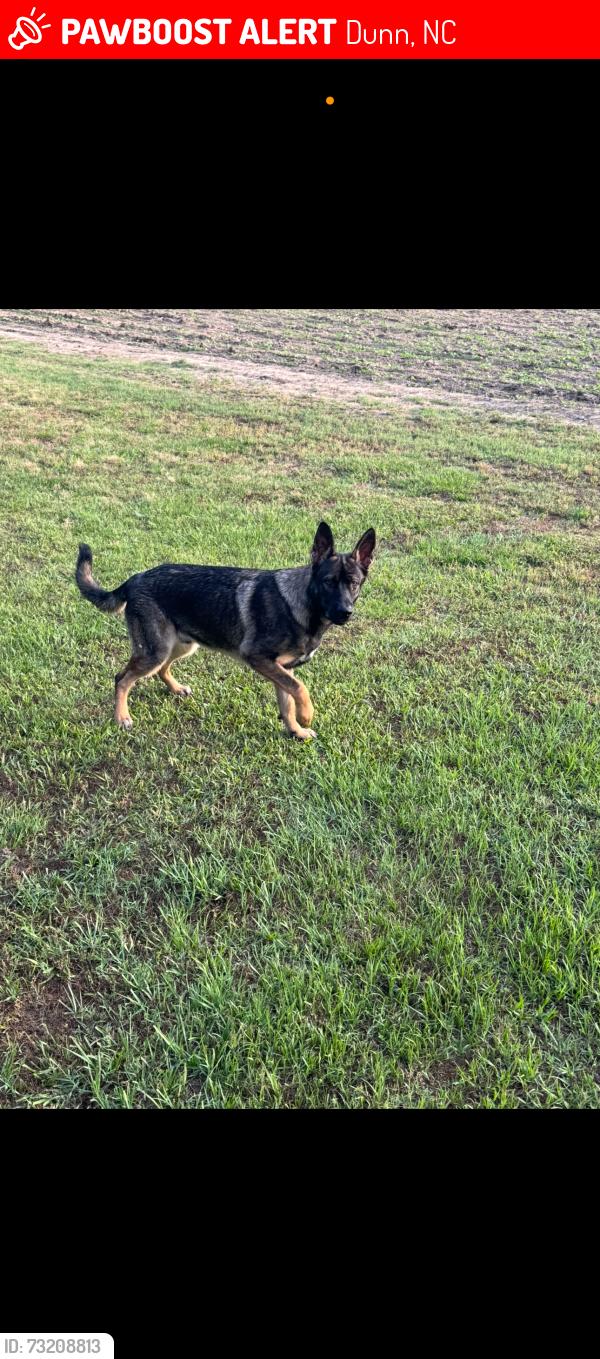Lost Male Dog last seen Lucas road and old Hamilton, Dunn, NC 28334