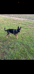 Lost Male Dog last seen Lucas road and old Hamilton, Dunn, NC 28334