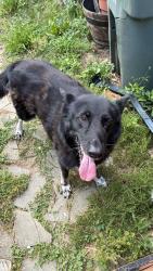 Reunited Unknown Dog last seen Underwood Place, Alexandria, VA 22304