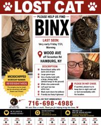 Lost Male Cat last seen Off of Scranton Rd not far from Hamburg Radiator & Auto, Hamburg, NY 14075