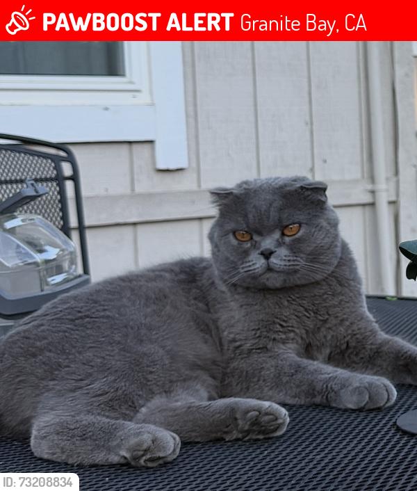 Lost Male Cat last seen Eagle View Ln, Granite Bay, Granite Bay, CA 95746