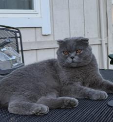 Lost Male Cat last seen Eagle View Ln, Granite Bay, Granite Bay, CA 95746