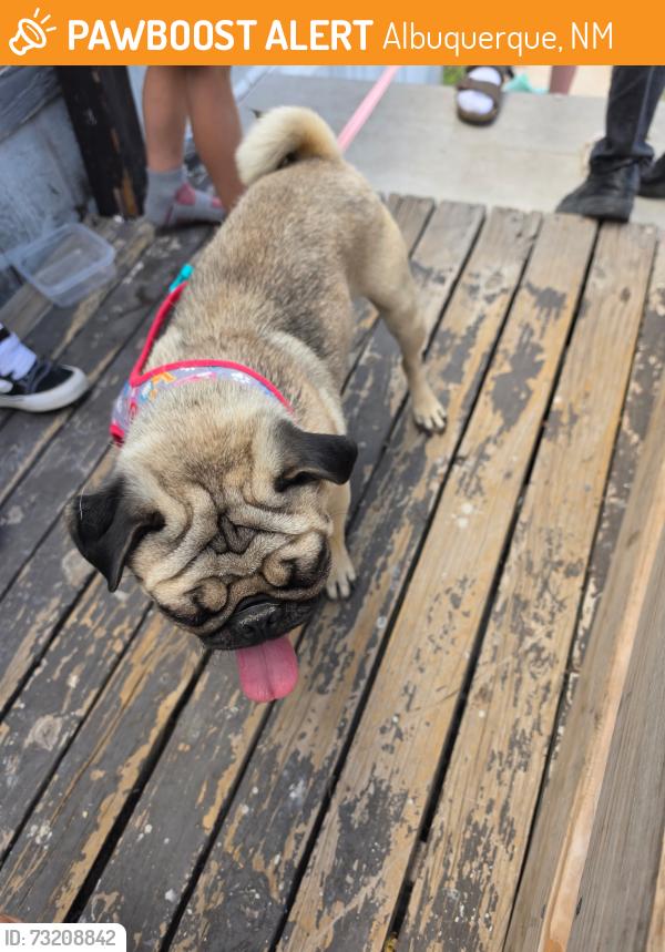 Found/Stray Unknown Dog last seen Volcano and 98th, Albuquerque, NM 87121