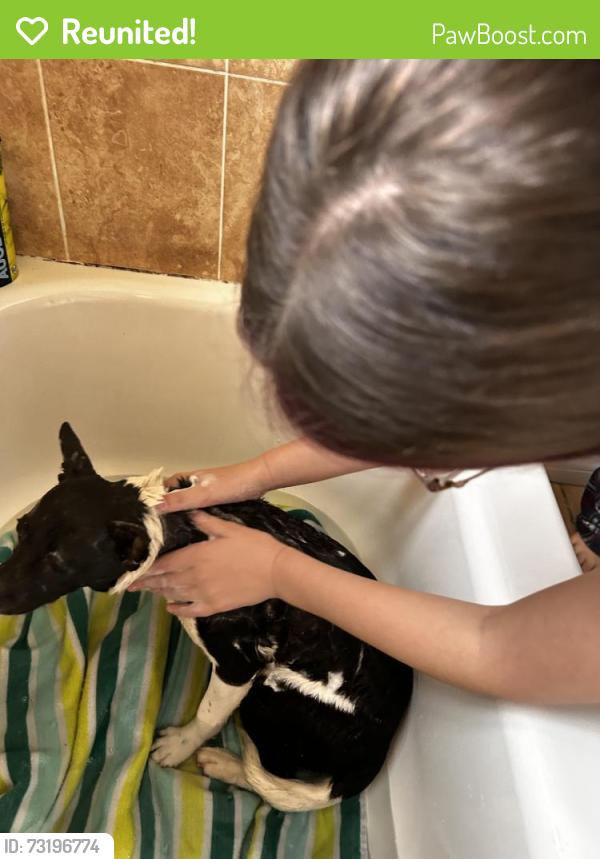 Reunited Male Dog last seen West Doronicum Pl and Century Blvd, Citrus Springs, FL 34433