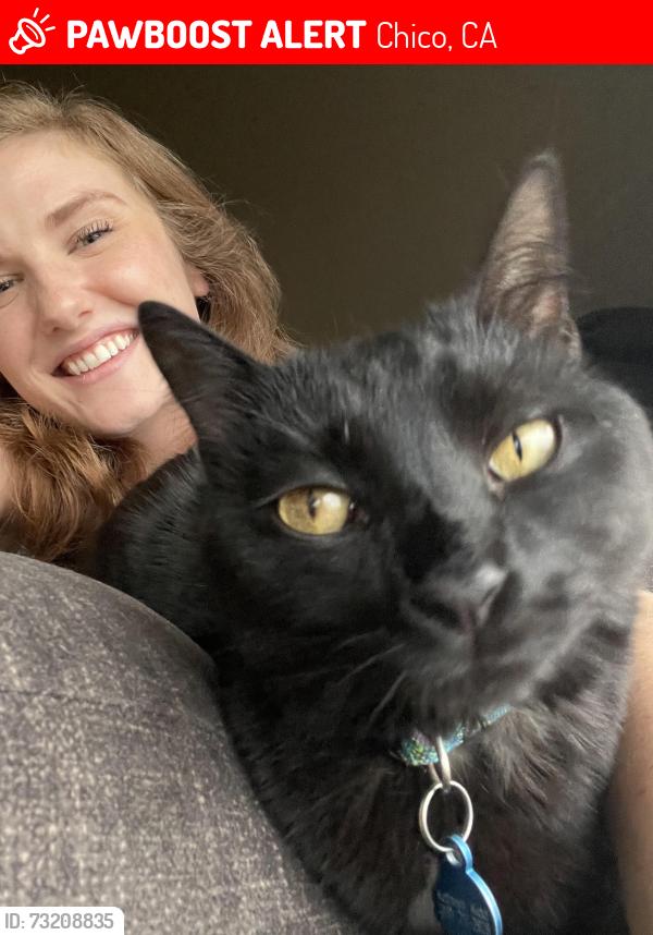 Lost Male Cat last seen Cross Street: Filbert Ave & Moss Ave, Chico, CA 95926