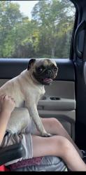 Reunited Female Dog last seen I-840 near Burlington Road near Greensboro Shrub Nursery, Greensboro, NC 27401