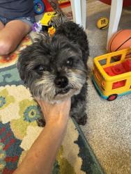 Found/Stray Unknown Dog last seen Broadway/ highlands ranch parkway, Highlands Ranch, CO 80126