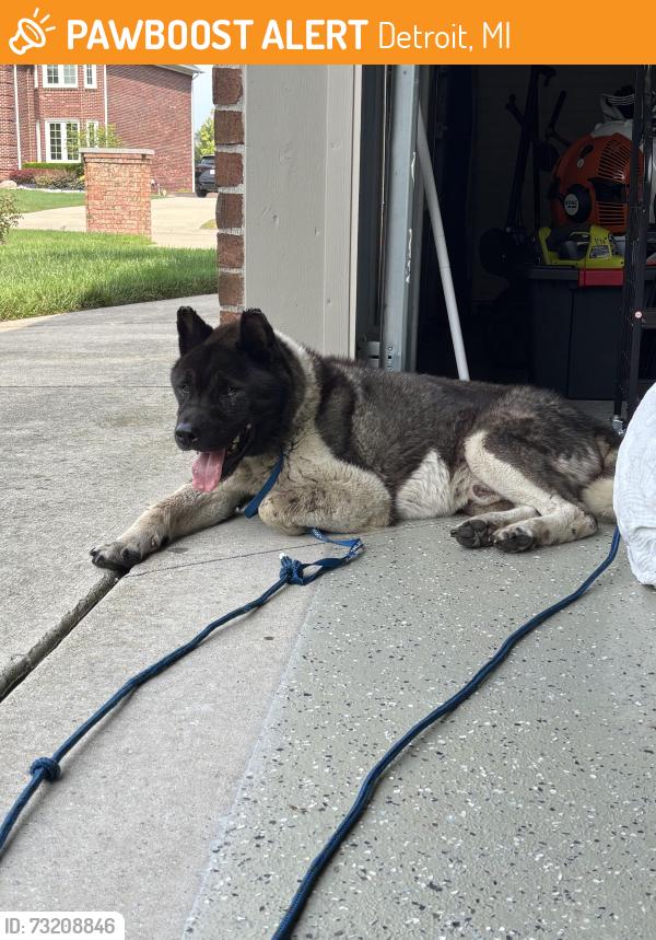 Found/Stray Male Dog last seen Random street, Detroit, MI 48216