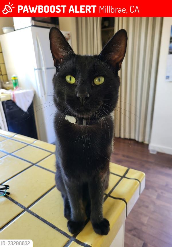 Lost Male Cat last seen Bayside Manor, Hillcrest Blvd. , Beverly Ave, Millbrae, CA 94030