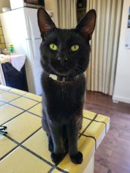 Lost Male Cat last seen Bayside Manor, Hillcrest Blvd. , Beverly Ave, Millbrae, CA 94030