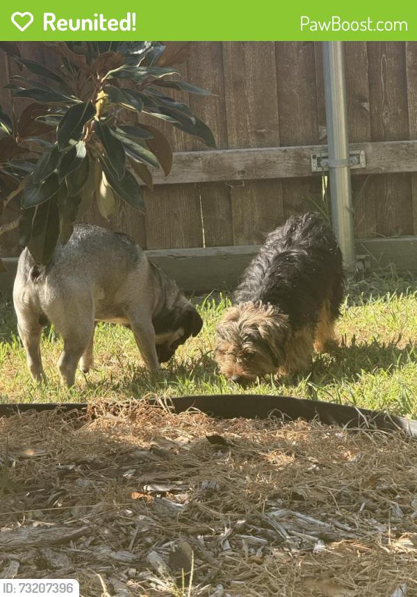 Reunited Unknown Dog last seen Waterway and beaus, Garland, TX 75043