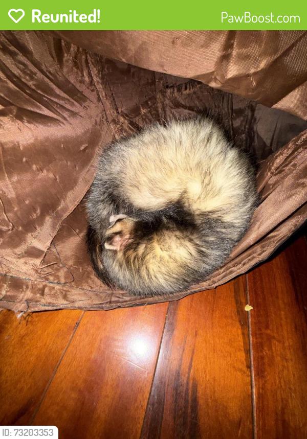 Reunited Male Ferret last seen Near w Barnard ave, near Layton and loomis, Greenfield, WI 53221