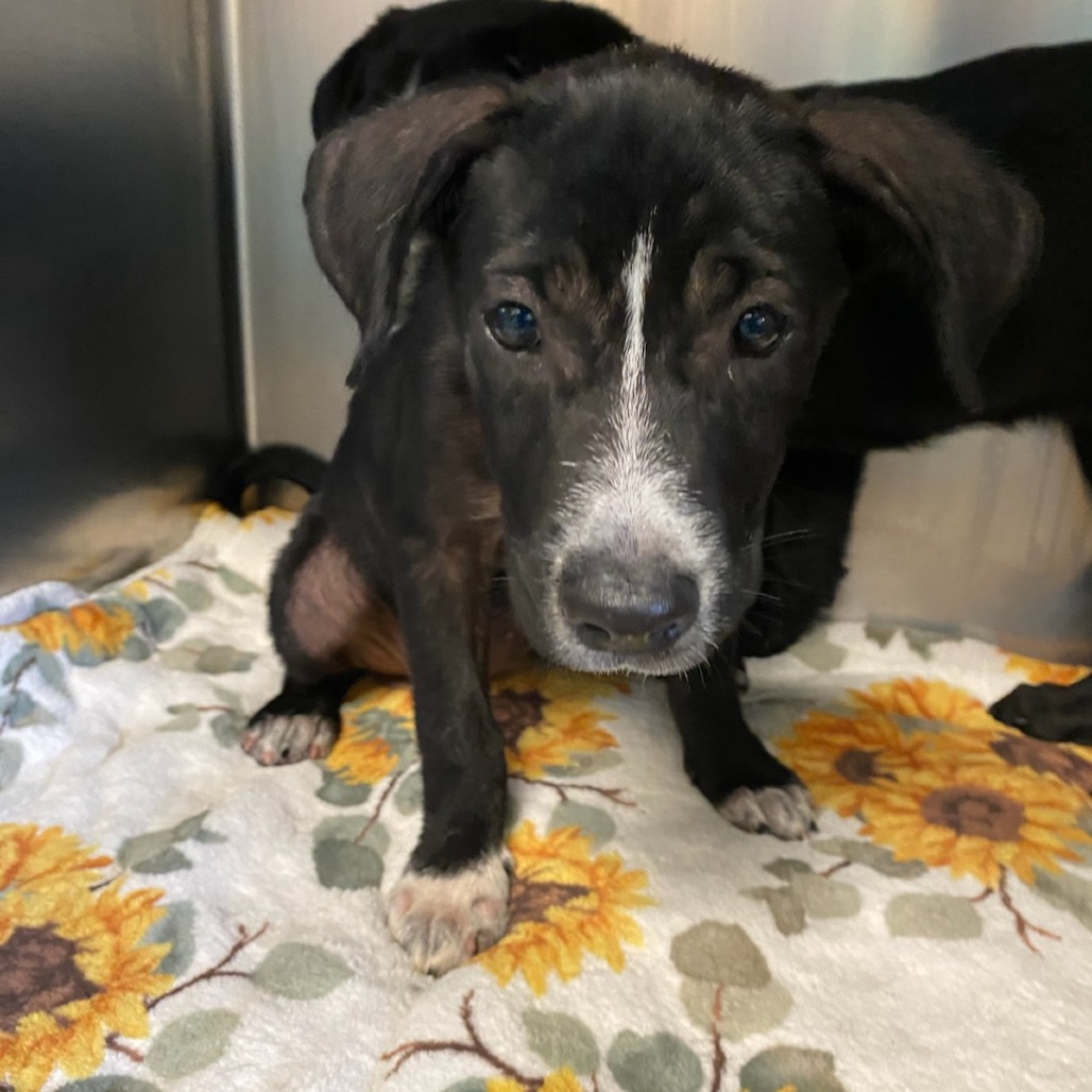 Shelter Stray Female Dog last seen , 2350 Appling City Cove, Memphis, TN 38133, USA