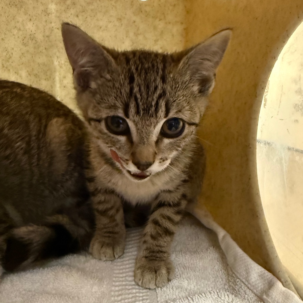 Shelter Stray Female Cat last seen , 361 S Raymond Ave, Pasadena, CA 91105, USA