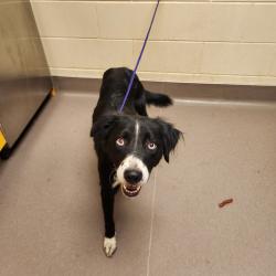 Shelter Stray Female Dog last seen , 3428 S Jenkins Ave, Norman, OK 73072, USA