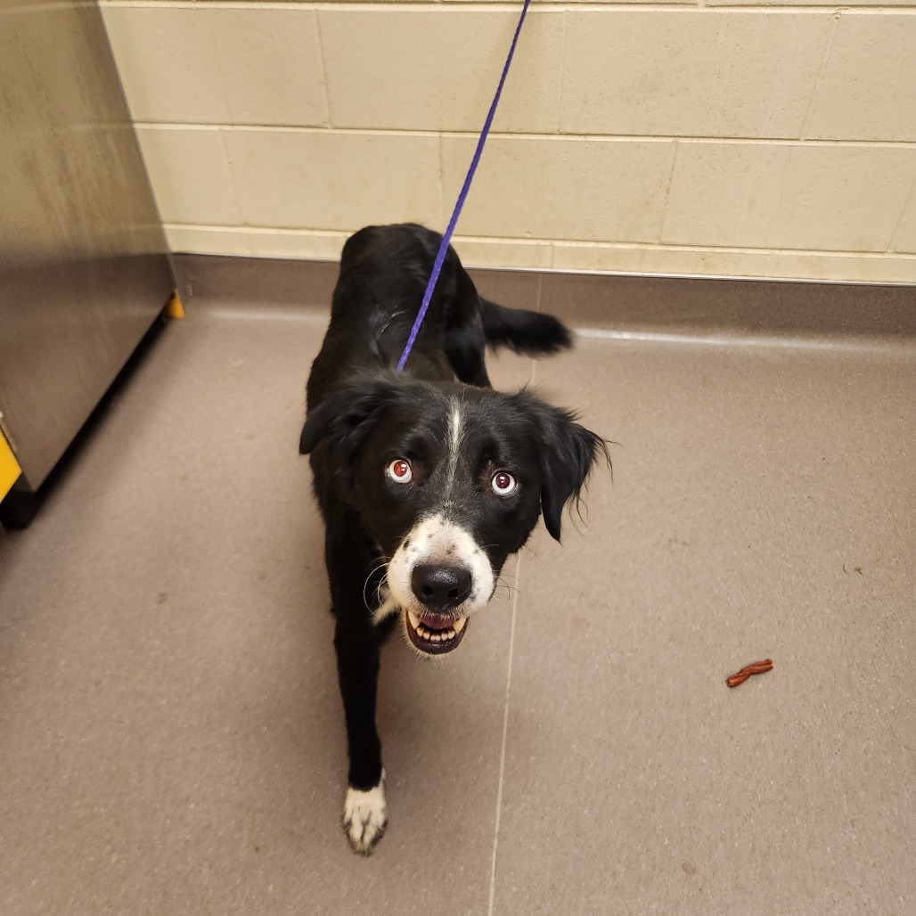 Shelter Stray Female Dog last seen , 3428 S Jenkins Ave, Norman, OK 73072, USA