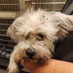 Shelter Stray Male Dog last seen , 3428 S Jenkins Ave, Norman, OK 73072, USA