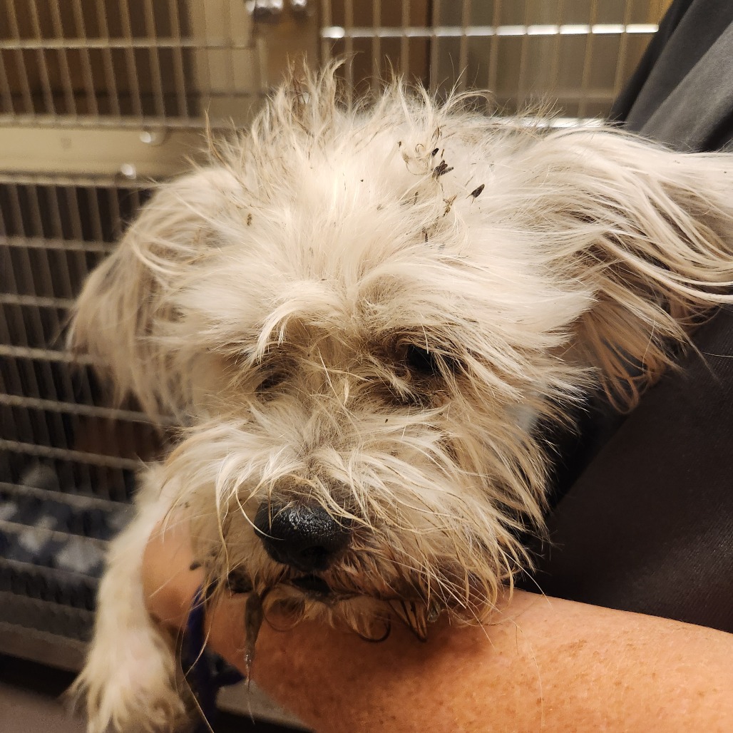 Shelter Stray Male Dog last seen , 3428 S Jenkins Ave, Norman, OK 73072, USA