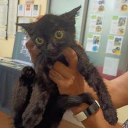 Shelter Stray Male Cat last seen , 1211 Old Graves Mill Rd, Lynchburg, VA 24502, USA