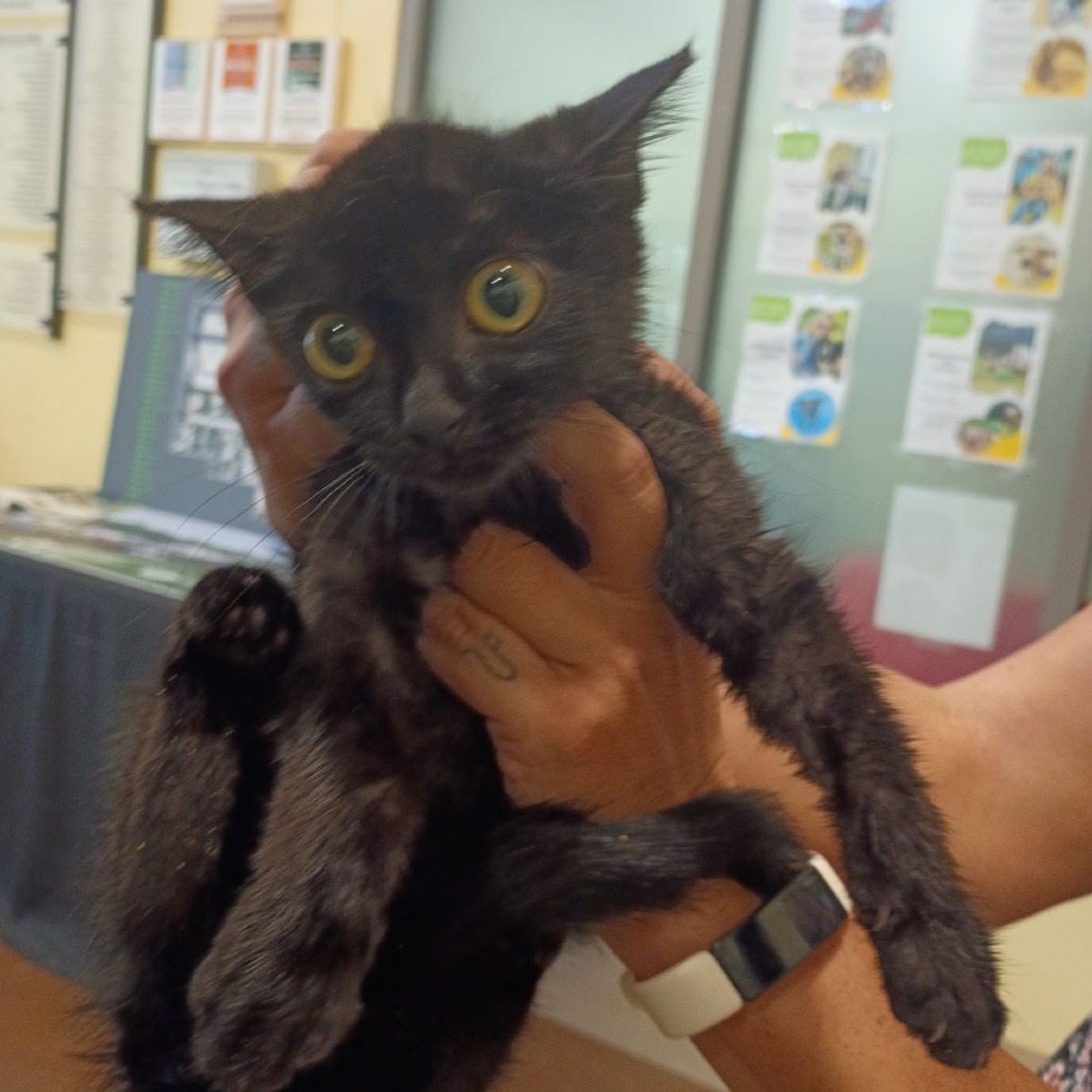 Shelter Stray Male Cat last seen , 1211 Old Graves Mill Rd, Lynchburg, VA 24502, USA