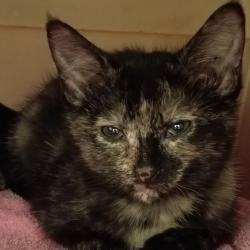 Shelter Stray Female Cat last seen , 1211 Old Graves Mill Rd, Lynchburg, VA 24502, USA