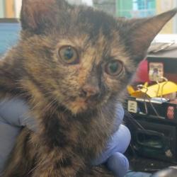 Shelter Stray Female Cat last seen , 1211 Old Graves Mill Rd, Lynchburg, VA 24502, USA