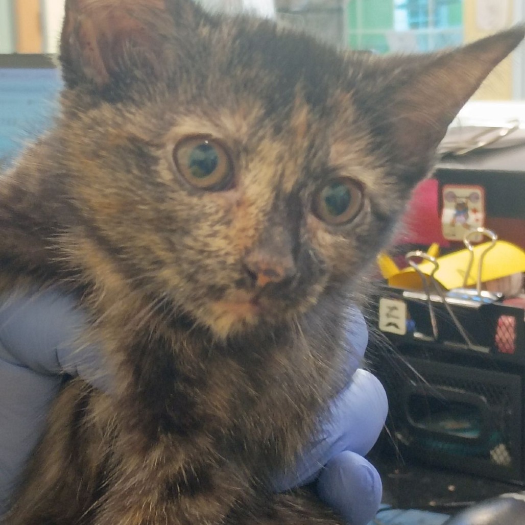 Shelter Stray Female Cat last seen , 1211 Old Graves Mill Rd, Lynchburg, VA 24502, USA