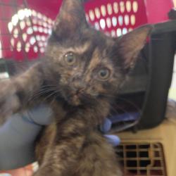 Shelter Stray Female Cat last seen , 1211 Old Graves Mill Rd, Lynchburg, VA 24502, USA