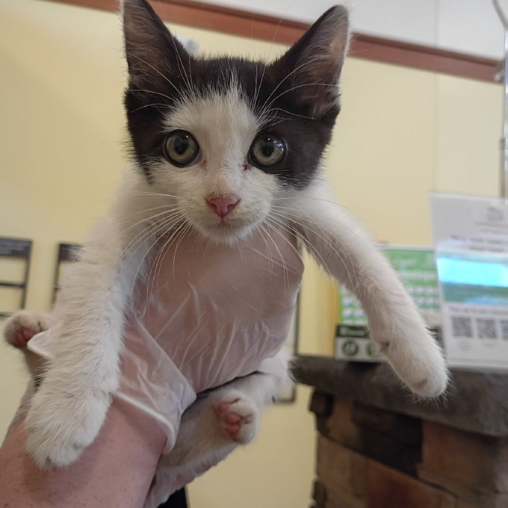 Shelter Stray Male Cat last seen , 1211 Old Graves Mill Rd, Lynchburg, VA 24502, USA