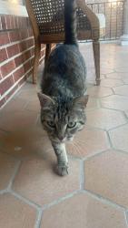 Found/Stray Unknown Cat last seen Eglinton and Islington, Toronto, ON M9A 3N2