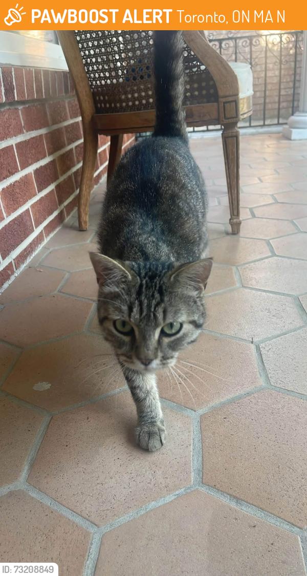 Found/Stray Unknown Cat last seen Eglinton and Islington, Toronto, ON M9A 3N2