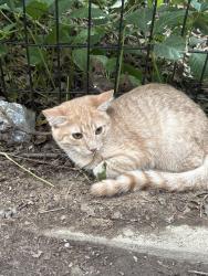 Found/Stray Unknown Cat last seen 141st Street and Saint Nicholas Ave, New York, NY 10030