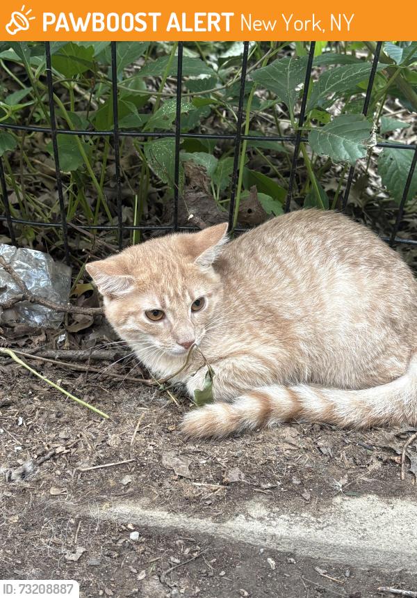 Found/Stray Unknown Cat last seen 141st Street and Saint Nicholas Ave, New York, NY 10030