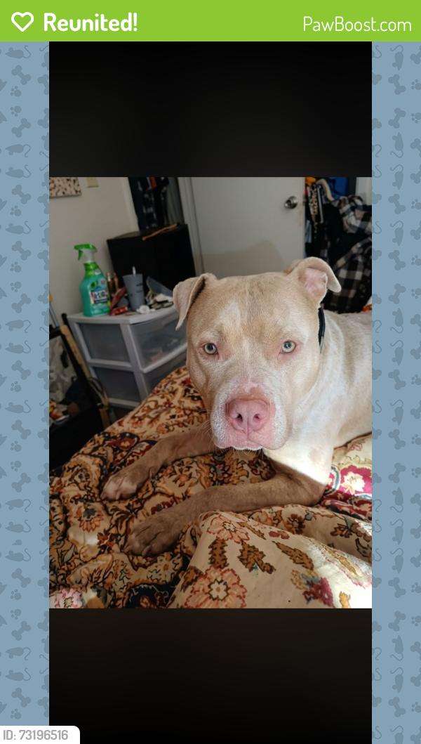 Reunited Male Dog last seen Lexington Ave, El Cajon, CA 92020
